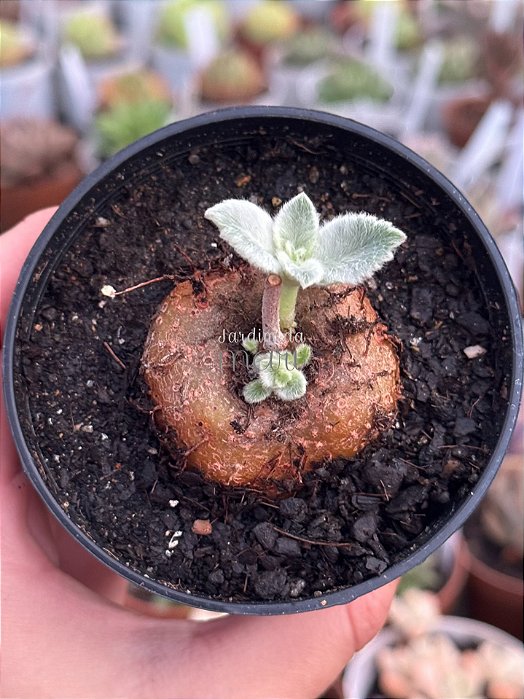 Sinningia Leucotricha (Rainha do abismo)