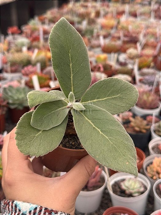 Sinningia Leucotricha (Rainha do abismo)
