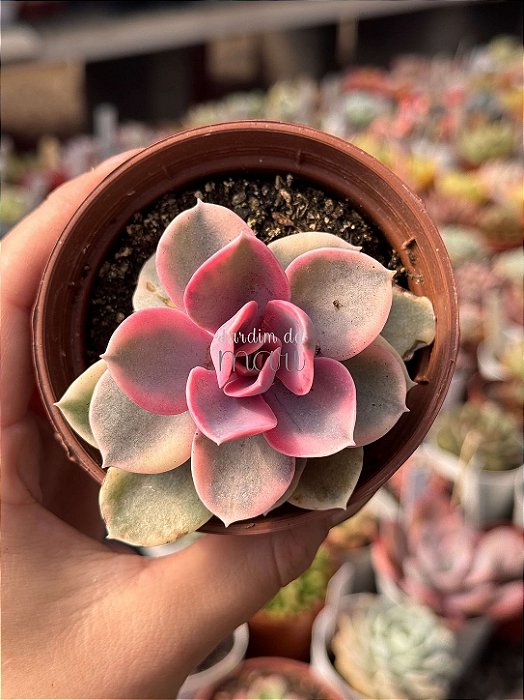 Echeveria rainbow