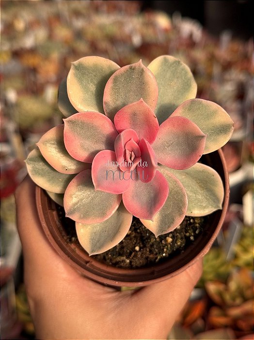 Echeveria rainbow
