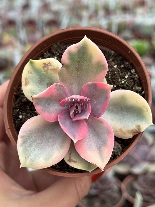 Echeveria rainbow