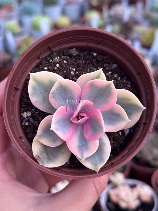 Echeveria rainbow