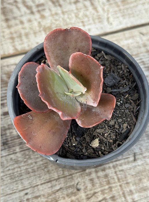 Echeveria one up