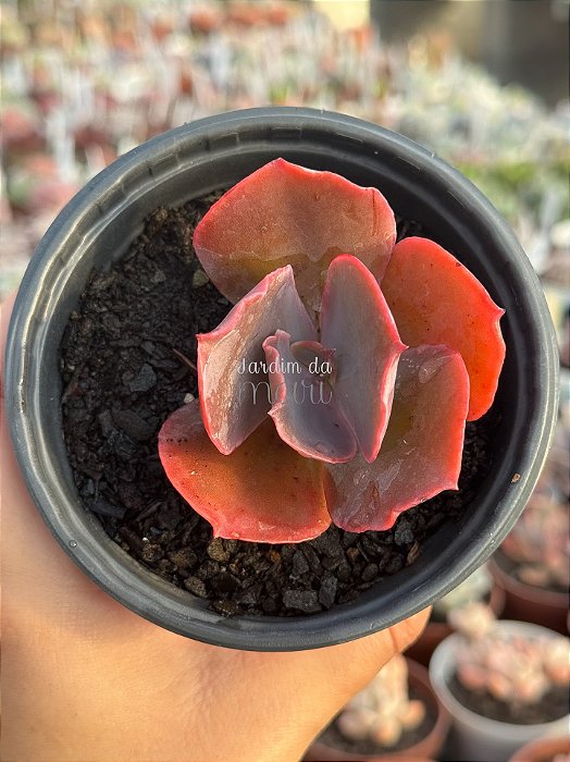 Echeveria one up