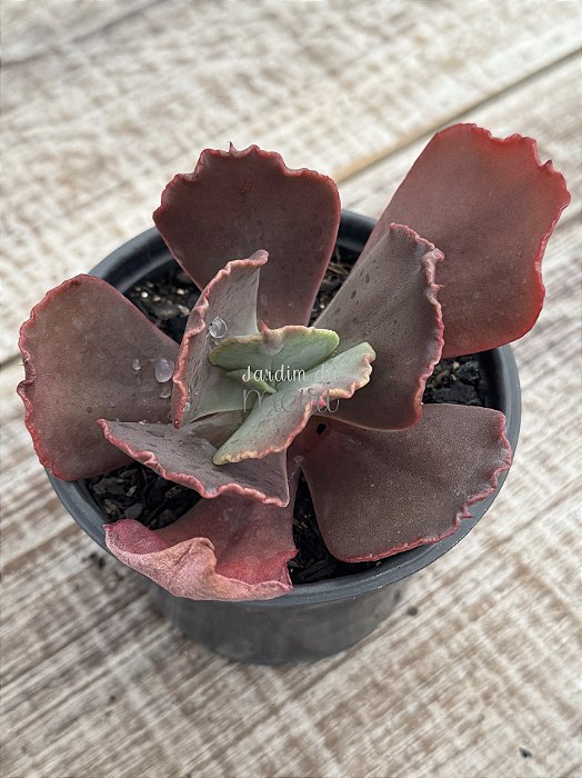 Echeveria PR 03