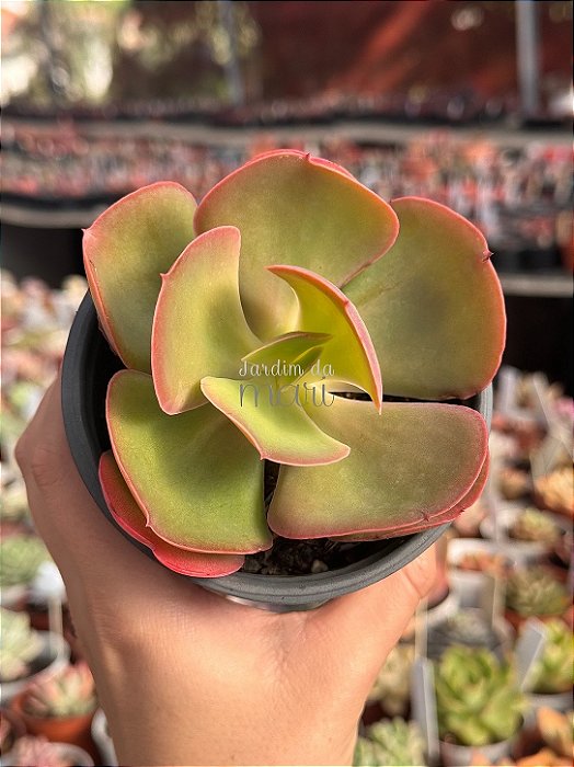 Echeveria Mauna portuguesa