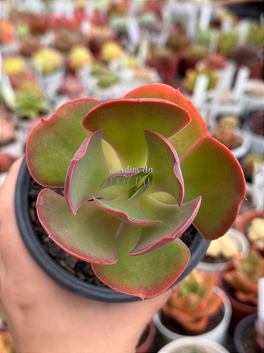 Echeveria Mauna portuguesa