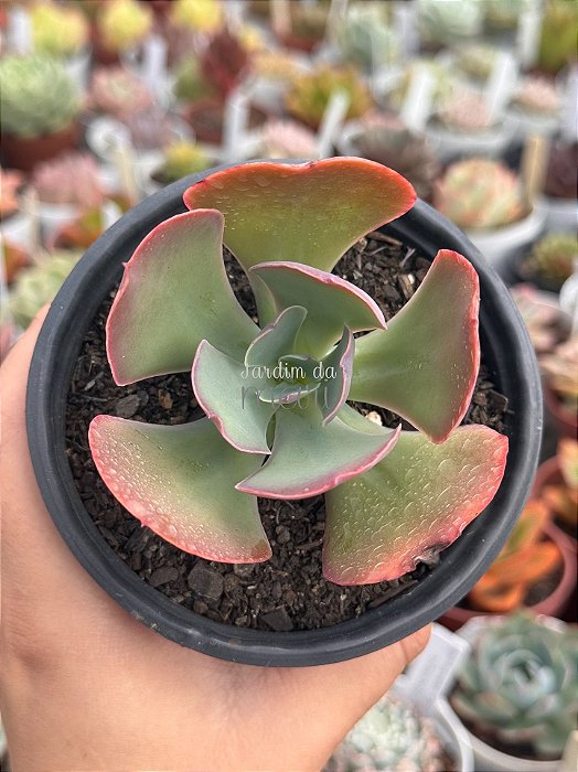 Echeveria Mauna portuguesa
