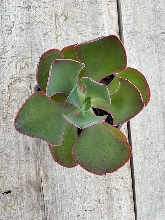 Echeveria Mauna portuguesa