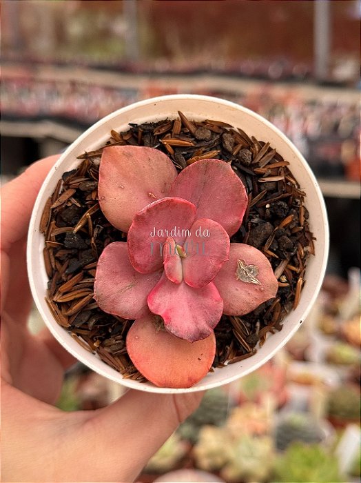 Echeveria only one variegata