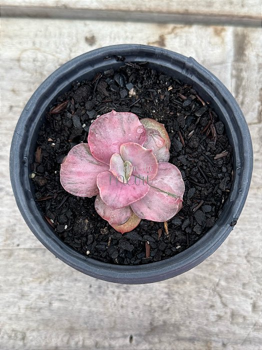 Echeveria only one variegata