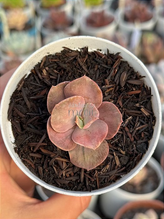 Echeveria only one variegata