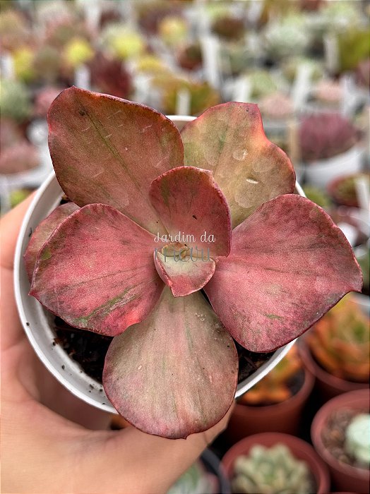 Echeveria only one variegata