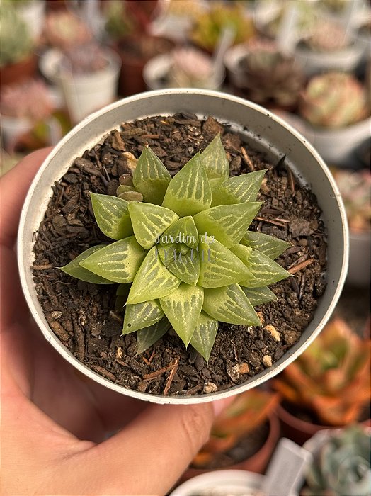 Haworthia turgida