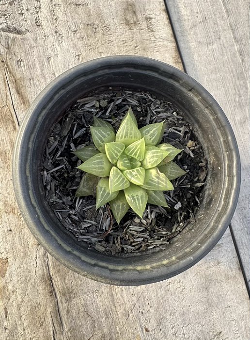 Haworthia turgida