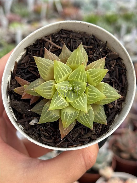 Haworthia turgida