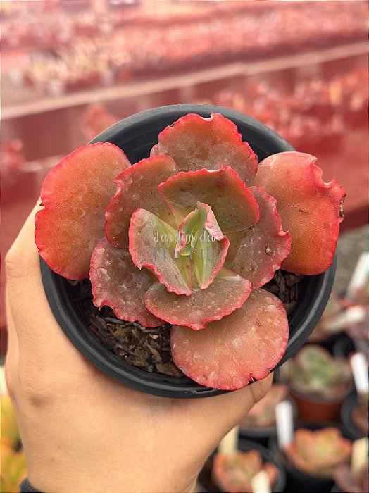 Echeveria suicune