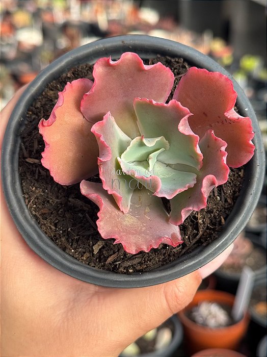 Echeveria suicune