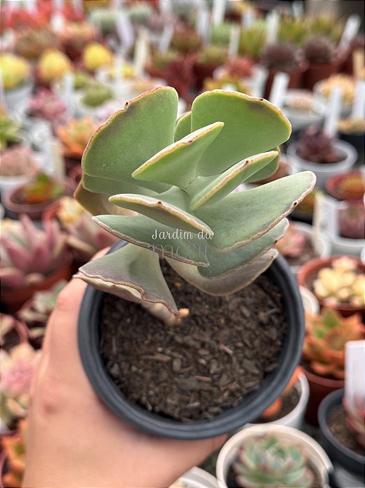 Cotyledon undulata