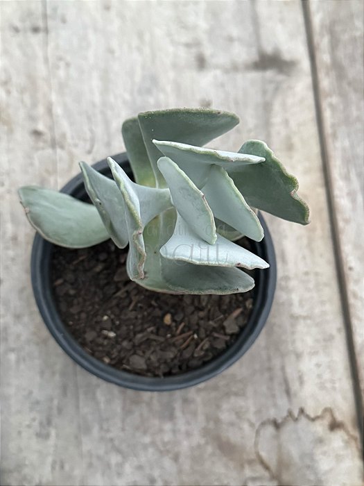 Cotyledon undulata