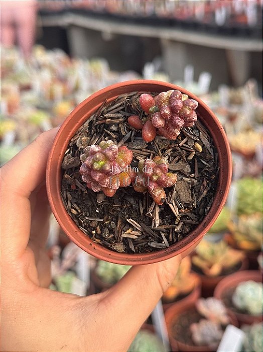 Sedum furfuraceum