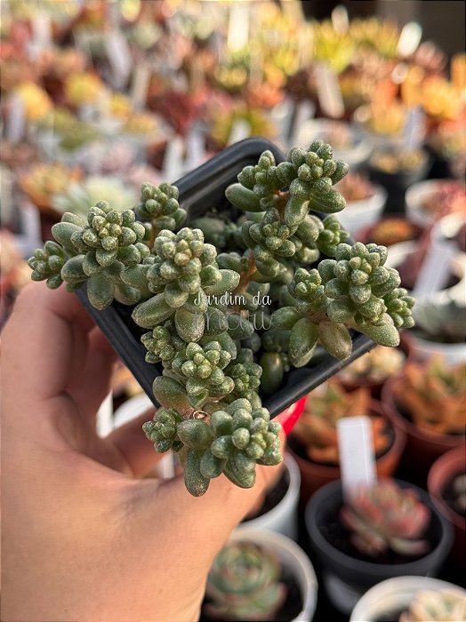 Sedum furfuraceum