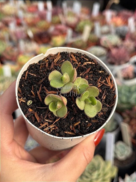 Aeonium saundersii