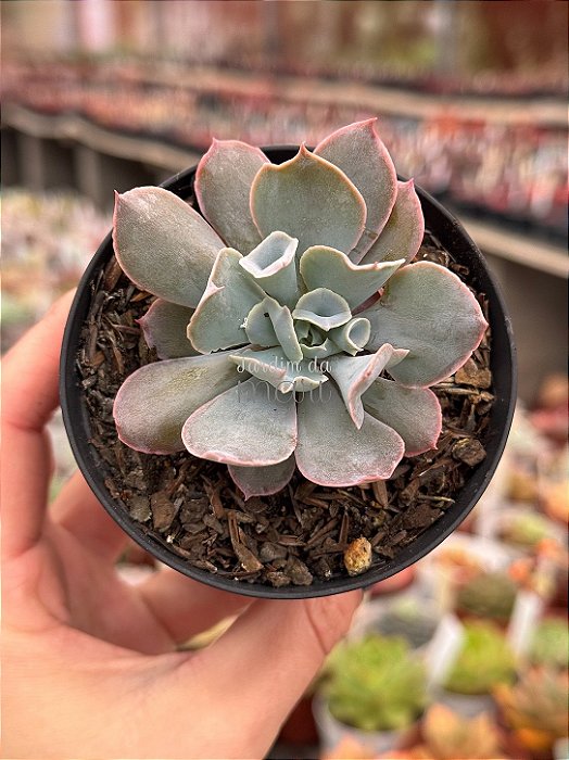 Echeveria pink trumpet