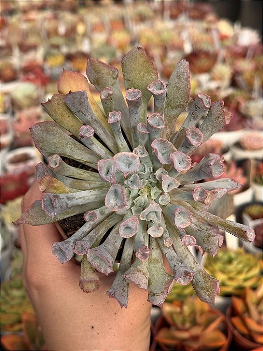 Echeveria pink trumpet