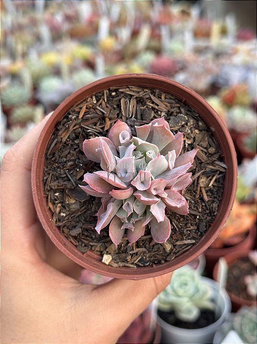 Echeveria pink trumpet