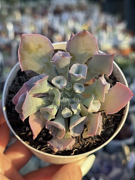 Echeveria pink trumpet