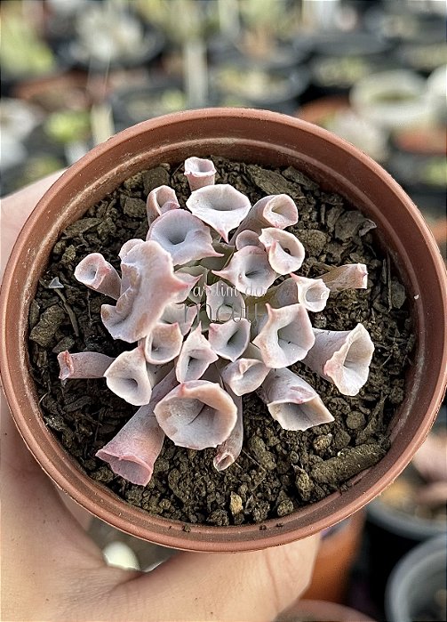 Echeveria pink trumpet