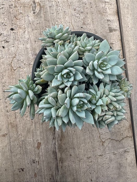 Echeveria Blue star (colônia)