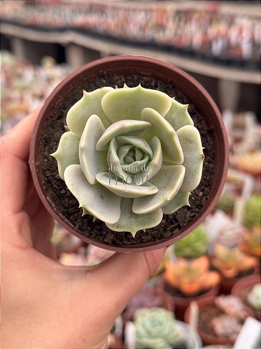 Echeveria lola