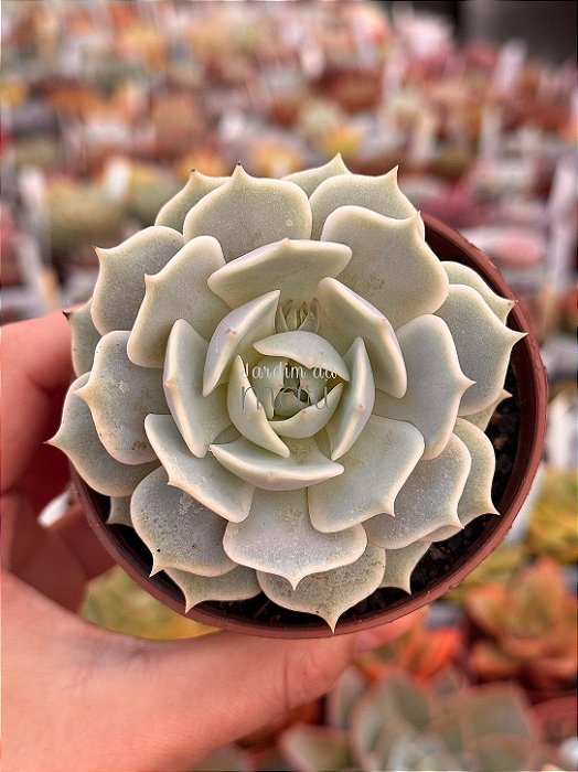 Echeveria lola