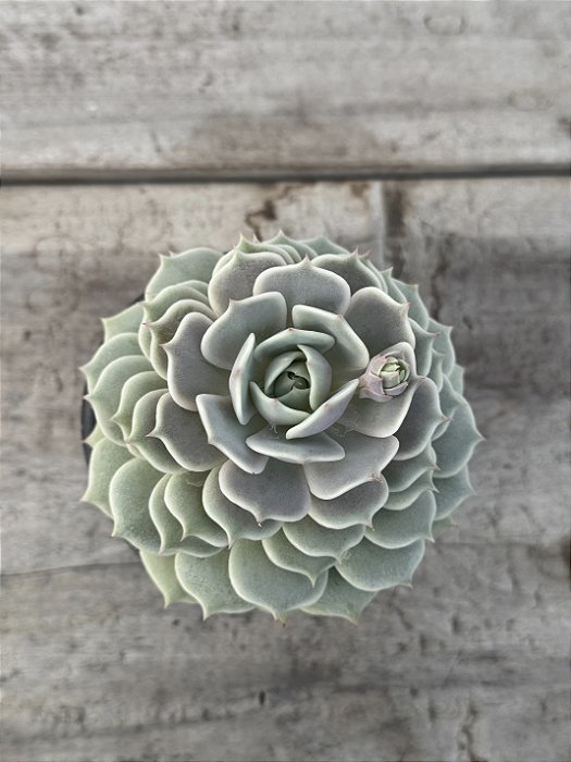 Echeveria lola