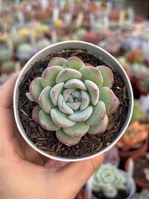 Echeveria sensation