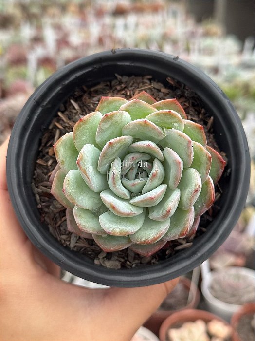 Echeveria sensation