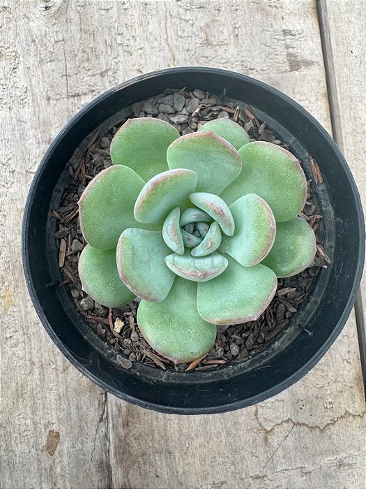 Echeveria sensation
