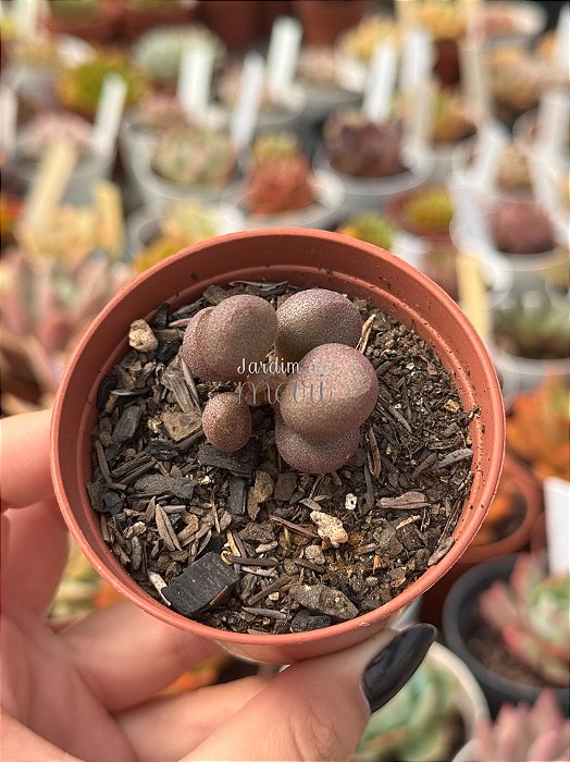 Adromischus marianae cv little spheroid