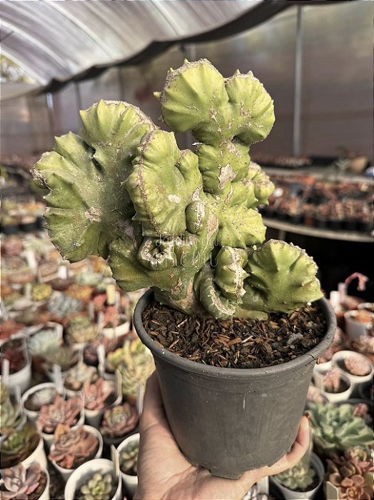 Euphorbia láctea cristata