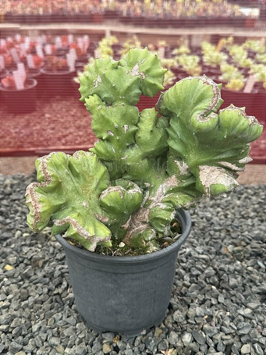 Euphorbia láctea cristata