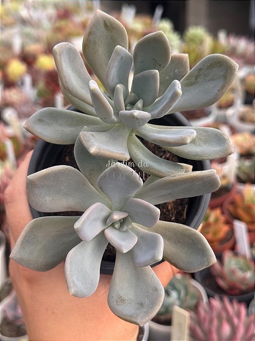 Graptoveria supreme