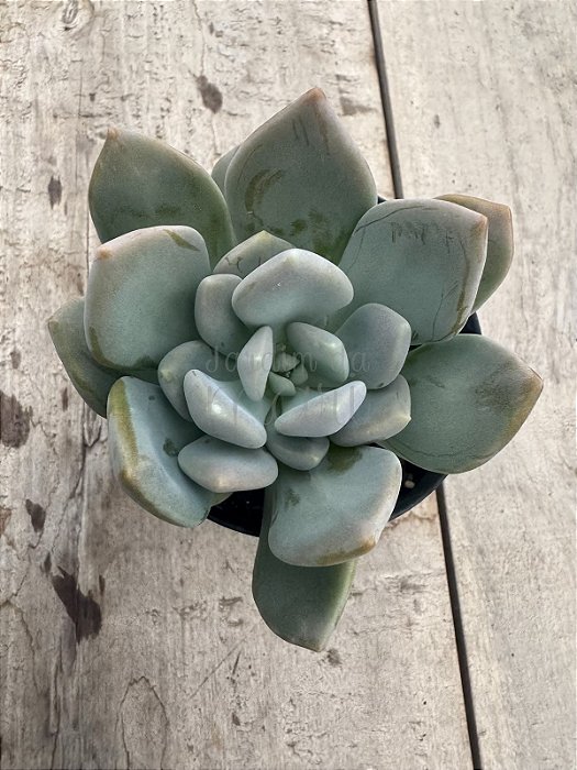 Graptoveria supreme