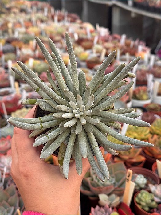 Senecio scaposus