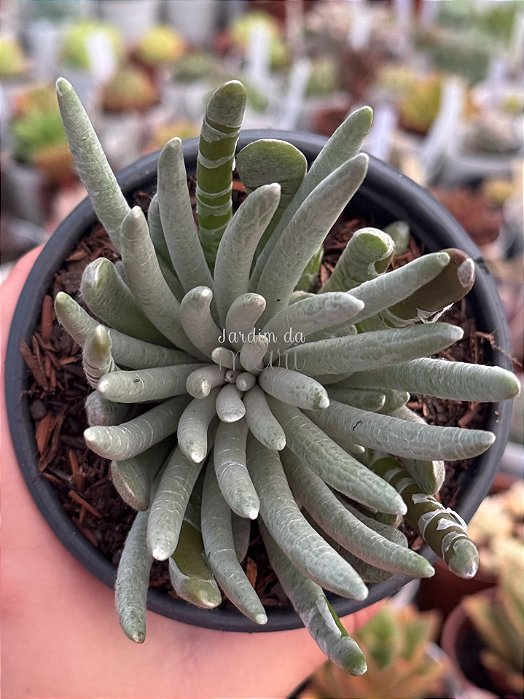 Senecio scaposus