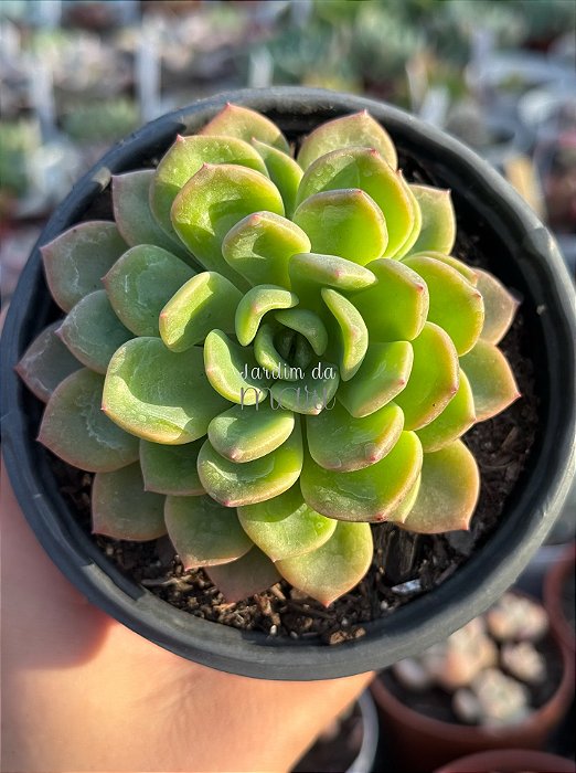 Echeveria dentra jam