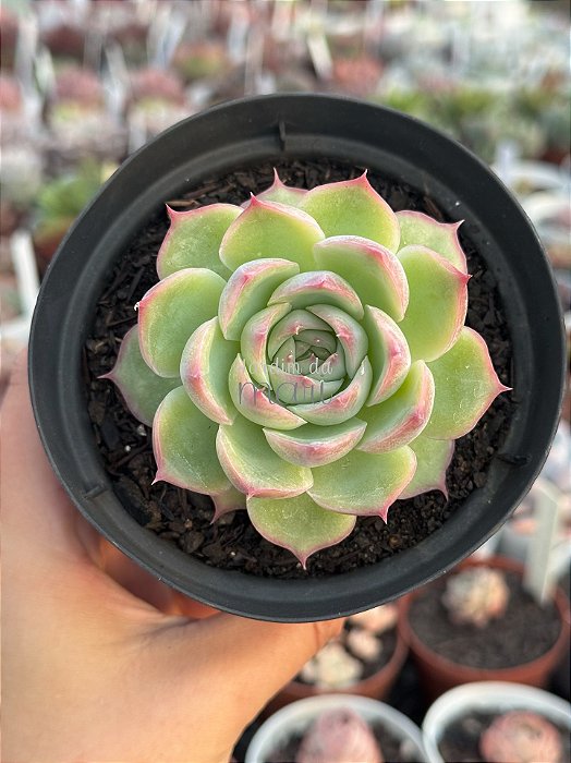 Echeveria silhouette