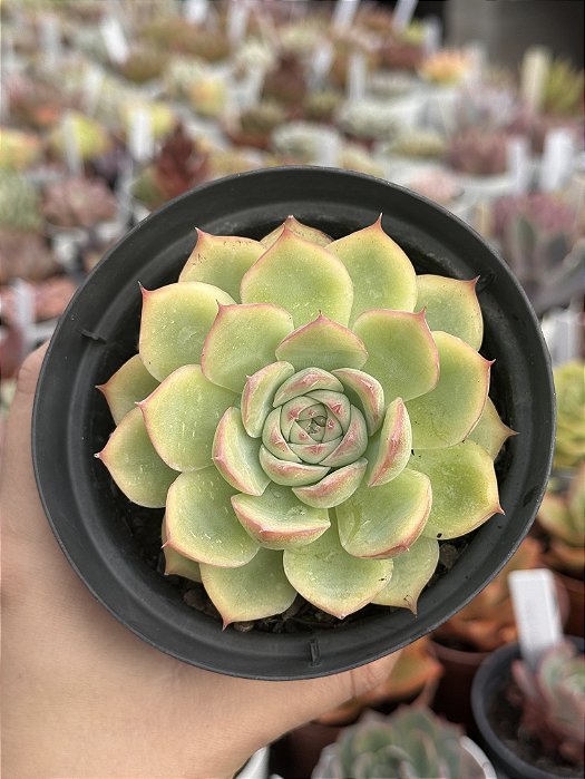 Echeveria silhouette