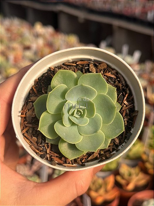Echeveria silver river reversa
